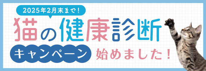 猫の健康診断キャンペーン始めました！